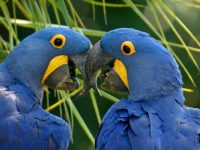 Guacamayo Glauco, el ave más hermosa tristemente extinta