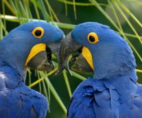 Guacamayo Glauco, el ave más hermosa tristemente extinta