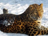 El Leopardo de Amur, perseguido por su valiosa piel