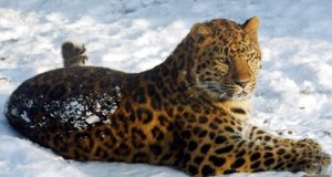 leopardo de amur