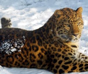 leopardo de amur