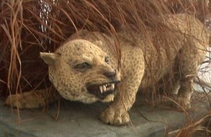 Leopardo de Zanzibar portada