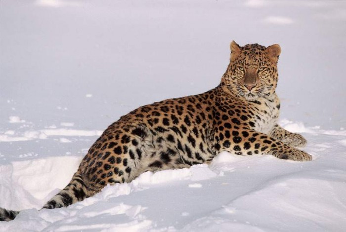 leopardo de amur