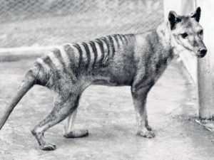 Lobo marsupial portada