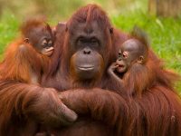 Orangutanes, especie amenazada por el hombre