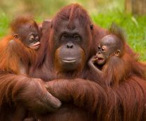 Orangutanes, especie amenazada por el hombre