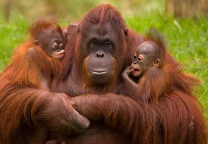 Orangutanes portada