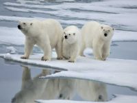 El Oso Polar, majestuosidad ártica en peligro de extinción