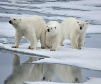 El Oso Polar, majestuosidad ártica en peligro de extinción