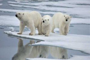 Oso Polar portada
