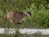 Pantera de la Florida, un felino que podría desaparecer muy pronto