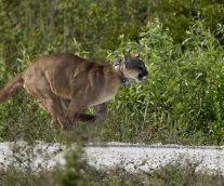 Pantera de la Florida, un felino que podría desaparecer muy pronto