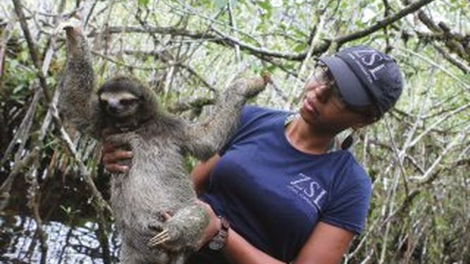 Perezoso pigmeo en peligro de extinción