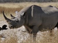 El Rinoceronte Negro Occidental, una extinción decretada por la caza furtiva