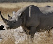 El Rinoceronte Negro Occidental, una extinción decretada por la caza furtiva