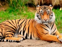 El Tigre de Bengala lucha por su supervivencia