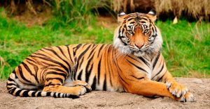 Tigre de Bengala portada