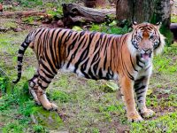 El Tigre de Java, el felino con más rayas