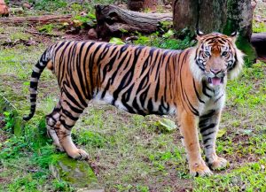 Tigre de Java