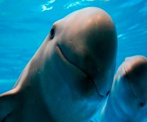 La Vaquita Marina, el cetáceo más pequeño que podría desaparecer