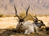 Addax, una especie amenazada por la caza furtiva