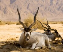 Addax, una especie amenazada por la caza furtiva