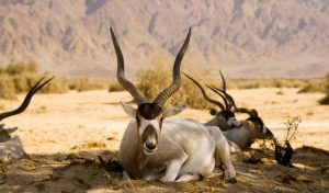 addax portada