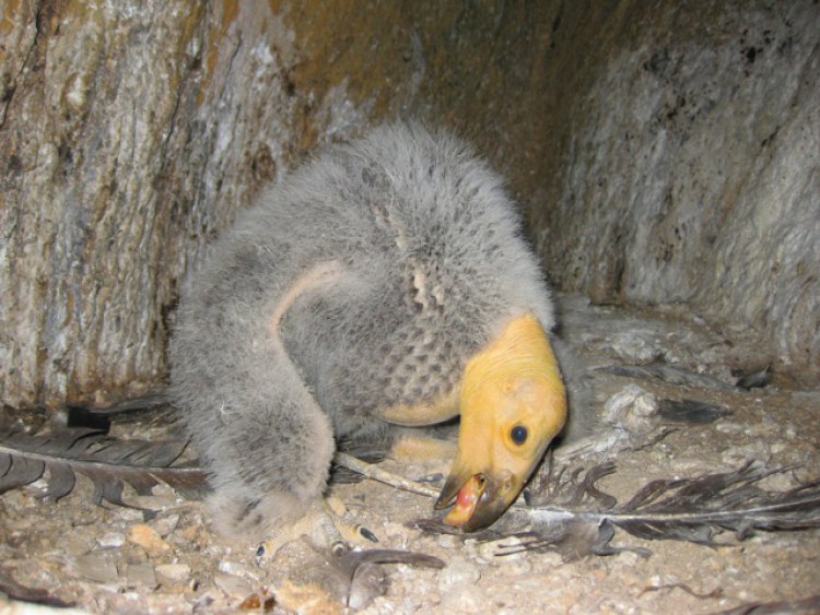 condor californiano