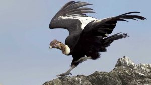 condor californiano portada