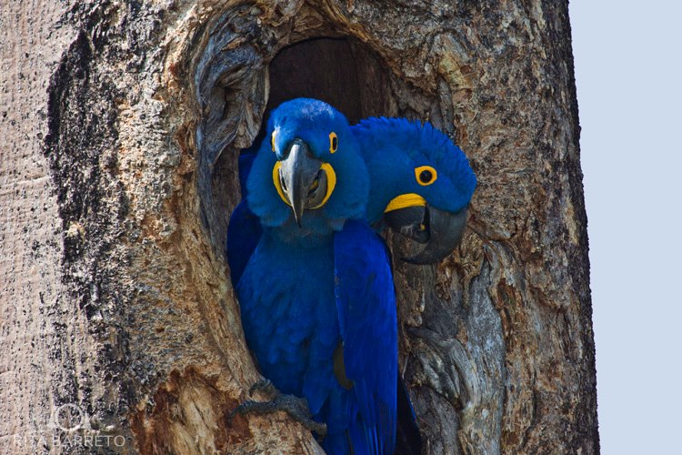 Guacamayo Glauco