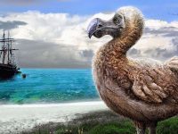 El Pájaro Dodo, una trágica historia que lo llevo a su extinción