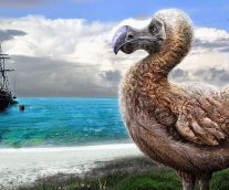 El Pájaro Dodo, una trágica historia que lo llevo a su extinción