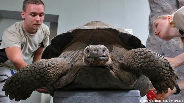 tortuga de los galapagos