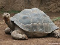 Tortuga de los Galápagos, testigo silente de su exterminio