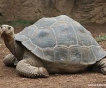 Tortuga de los Galápagos, testigo silente de su exterminio