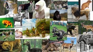 animales extintos portada