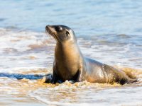 León Marino de las Galápagos