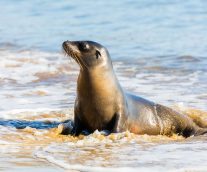 León Marino de las Galápagos