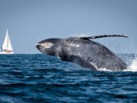 Ballena Azul,  inmenso y fascinante cetaceo