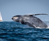 Ballena Azul,  inmenso y fascinante cetaceo