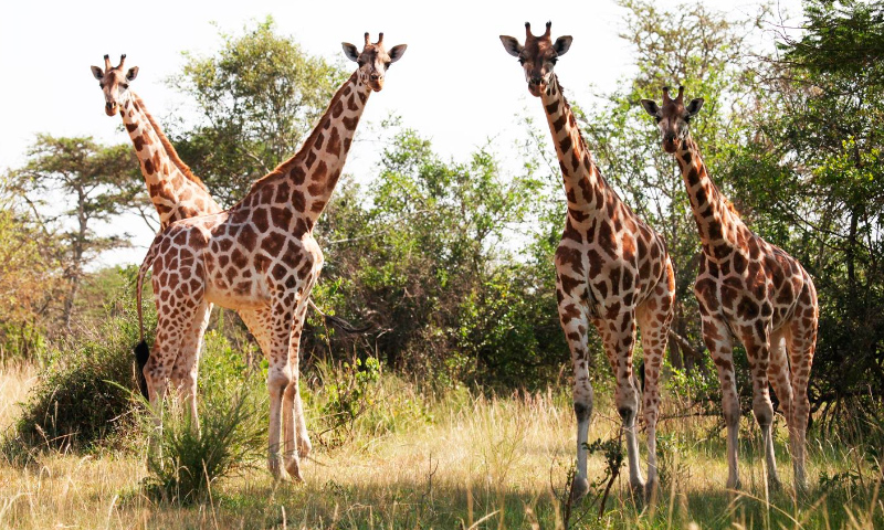 jirafa de baringo imagen