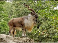 El Markhor, el Comedor de Serpientes