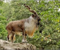 El Markhor, el Comedor de Serpientes