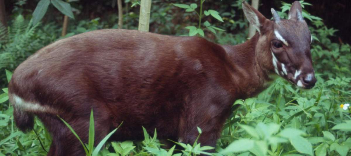 saola 2