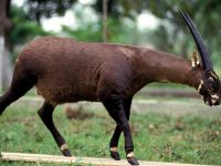 Saola, del descubrimiento al exterminio