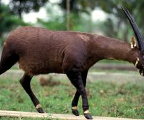 Saola, del descubrimiento al exterminio