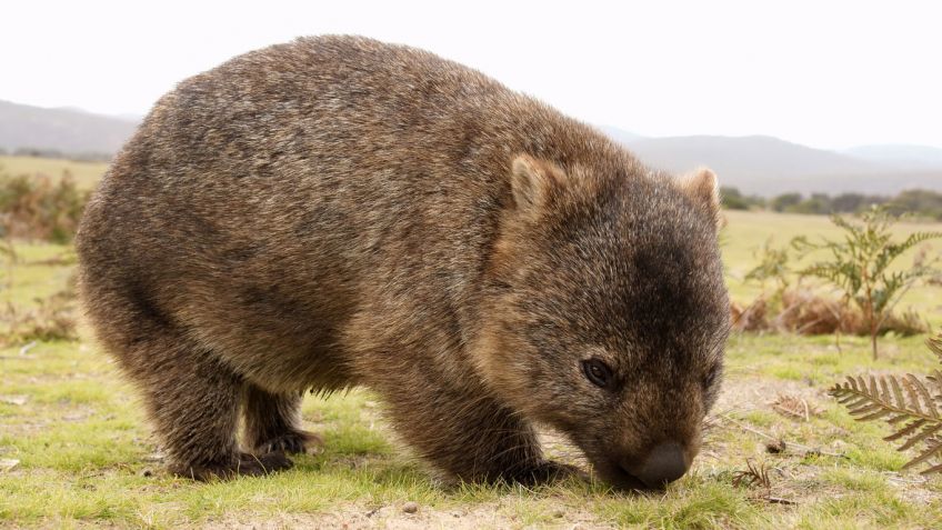 wombat del norte