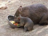 El Wonbat, un curioso marsupial