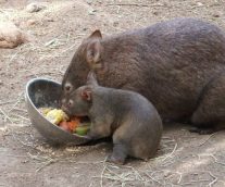 El Wonbat, un curioso marsupial