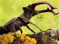 Ciervo Volante, el atemorizante escarabajo